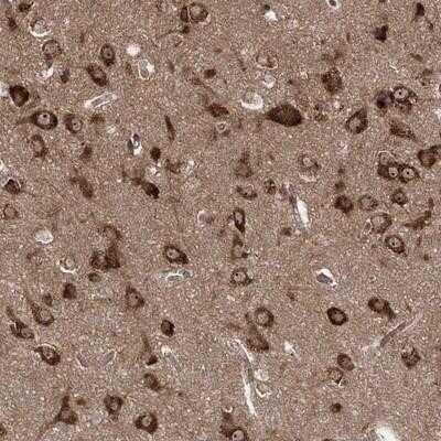 Immunohistochemistry-Paraffin: SERINC1 Antibody [NBP1-81423]