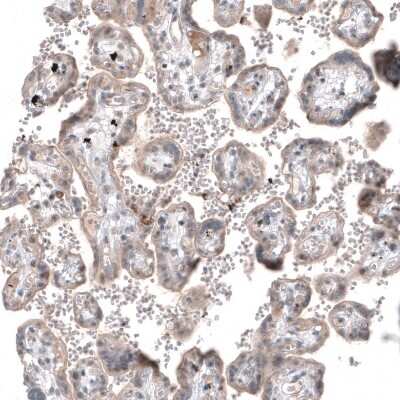 Immunohistochemistry-Paraffin: SERINC5 Antibody [NBP2-38369]
