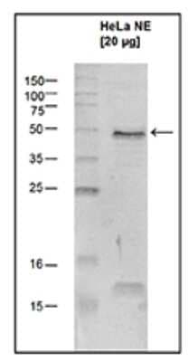 Western Blot: SETD7/9 Antibody [NBP3-18675]