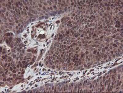 Immunohistochemistry-Paraffin: SETD7 Antibody (OTI2D10) [NBP2-01066]