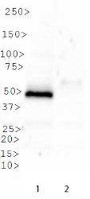 Western Blot: SETD8 AntibodyBSA Free [NBP1-91269]