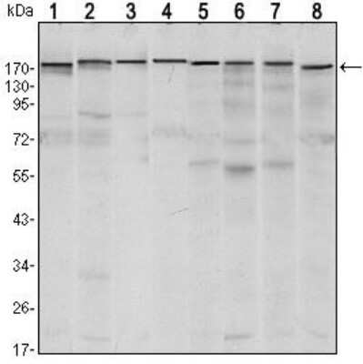 Western Blot: SETDB1 Antibody (5H6A12)BSA Free [NBP1-51677]