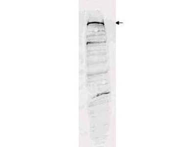 Western Blot: SETDB1 Antibody [NBP1-77990]