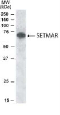 Western Blot: SETMAR Antibody [NB100-1142]