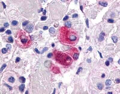 Immunohistochemistry-Paraffin: SF-1/NR5A1/Steroidogenic Factor 1 Antibody - BSA Free [NLS2479]