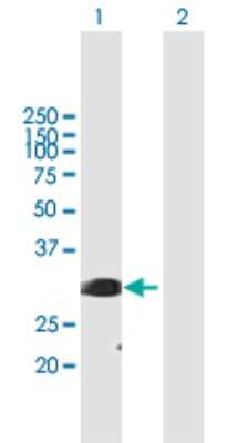 Western Blot: SF2 Antibody [H00006426-B01P]