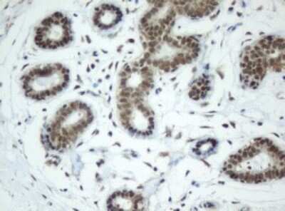 Immunohistochemistry: SF3A1 Antibody (OTI3F4) [NBP2-45803]