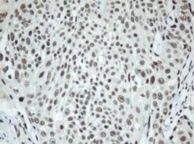 Immunohistochemistry: SF3A1 Antibody (OTI3F4) [NBP2-45803]