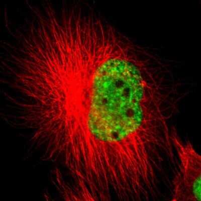 Immunocytochemistry/ Immunofluorescence: SF3A1 Antibody [NBP1-87214]