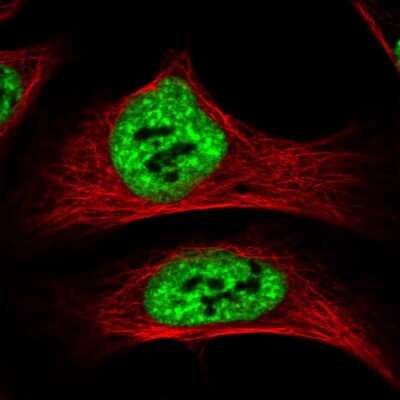 Immunocytochemistry/ Immunofluorescence: SF3A1 Antibody [NBP1-87215]