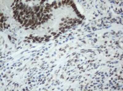 Immunohistochemistry: SF3A1 Antibody (OTI3F4) - Azide and BSA Free [NBP2-74150]