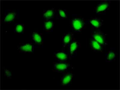 Immunocytochemistry/ Immunofluorescence: SF3A2 Antibody (3B6) [H00008175-M01]