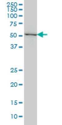 Western Blot: SF3A2 Antibody (3B6) [H00008175-M01]