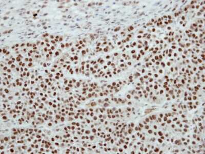 Immunohistochemistry-Paraffin: SF3A2 Antibody [NBP2-15106]