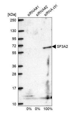 Western Blot: SF3A2 Antibody [NBP2-47281]