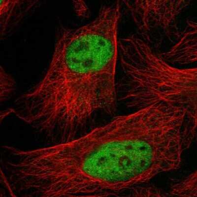 Immunocytochemistry/ Immunofluorescence: SF3A3 Antibody [NBP1-87212]