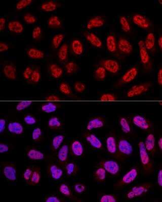Immunocytochemistry/ Immunofluorescence: SF3A3 Antibody - Azide and BSA Free [NBP2-94076]
