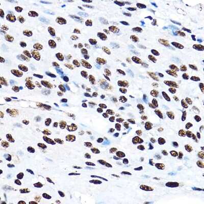 Immunohistochemistry-Paraffin: SF3A3 Antibody - Azide and BSA Free [NBP2-94076]