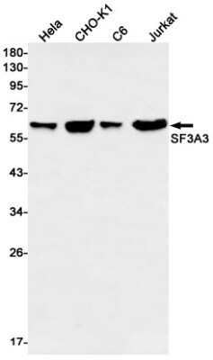Western Blot: SF3A3 Antibody (S06-3I7) [NBP3-19809]