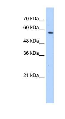 Western Blot: SF3A3 Antibody [NBP1-57424]