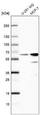 Western Blot: SF3A3 Antibody [NBP1-87212]