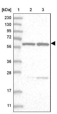 Western Blot: SF3A3 Antibody [NBP2-38200]