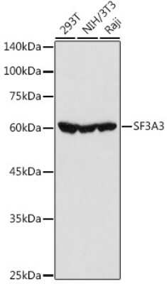 Western Blot: SF3A3 AntibodyAzide and BSA Free [NBP2-94076]