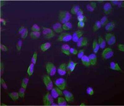 Immunocytochemistry/ Immunofluorescence: SF3B4 Antibody (3A1) [NBP1-92692]