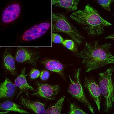 Immunocytochemistry/ Immunofluorescence: SF3B4 Antibody (3A1) [NBP1-92692]