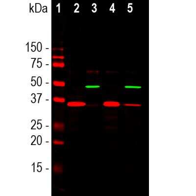 Western Blot: SF3B4 Antibody (3A1) [NBP1-92692]