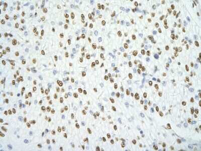 Immunohistochemistry: SFPQ Antibody [NBP1-57458]