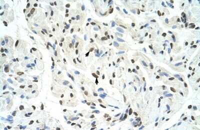 Immunohistochemistry-Paraffin: SFPQ Antibody [NBP1-57303]
