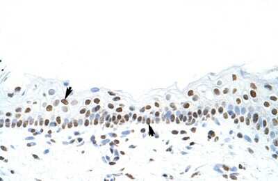 Immunohistochemistry-Paraffin: SFPQ Antibody [NBP1-57458]