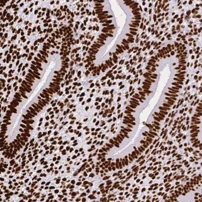 Immunohistochemistry-Paraffin: SFPQ Antibody [NBP2-49147]