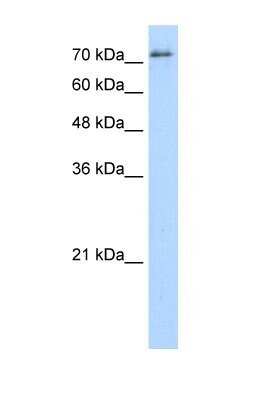 Western Blot: SFPQ Antibody [NBP1-57303]