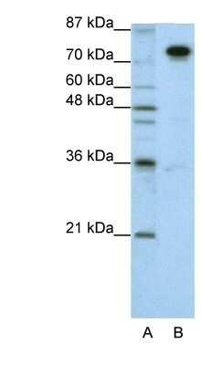 Western Blot: SFPQ Antibody [NBP1-57458]