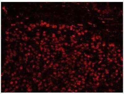 Immunocytochemistry/ Immunofluorescence: SFRS14 Antibody [NB100-79849]