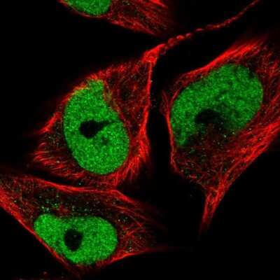 Immunocytochemistry/ Immunofluorescence: SFRS15 Antibody [NBP1-88002]