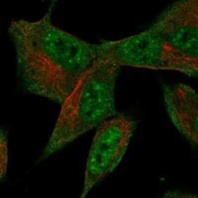 Immunocytochemistry/ Immunofluorescence: SFRS18 Antibody [NBP3-17435]