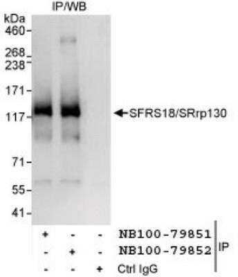 Immunoprecipitation: SFRS18 Antibody [NB100-79851]