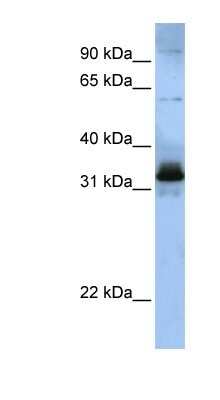 Western Blot: SFRS2B Antibody [NBP1-57168]