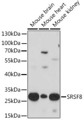 Western Blot: SFRS2B AntibodyAzide and BSA Free [NBP3-15521]
