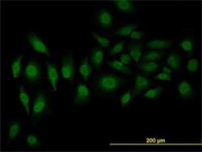 Immunocytochemistry/ Immunofluorescence: SFRS3 Antibody (2D2) [H00006428-M08]