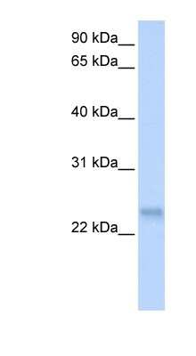 Western Blot: SFRS3 Antibody [NBP1-57242]
