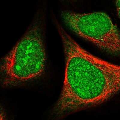 Immunocytochemistry/ Immunofluorescence: SFRS5 Antibody [NBP1-92381]