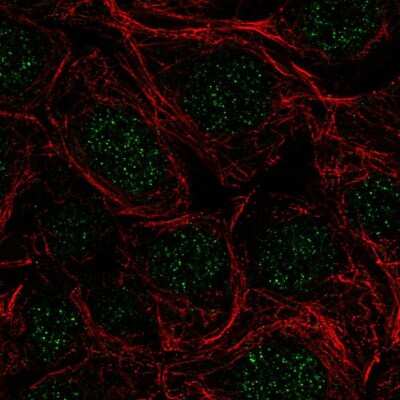 Immunocytochemistry/ Immunofluorescence: SFRS5 Antibody [NBP2-56702]