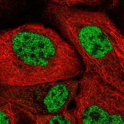Immunocytochemistry/ Immunofluorescence: SFRS7 Antibody [NBP2-49238]