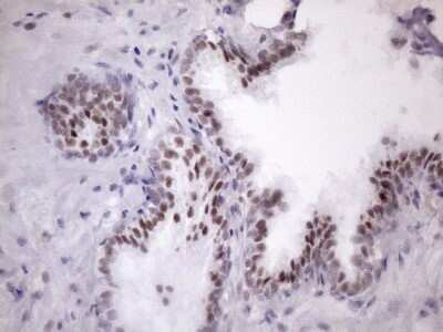 Immunohistochemistry: SFRS9 Antibody (OTI5G7) [NBP2-45429]