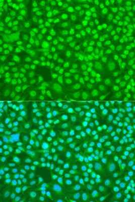 Immunocytochemistry/ Immunofluorescence: SFRS9 Antibody - BSA Free [NBP2-95128]