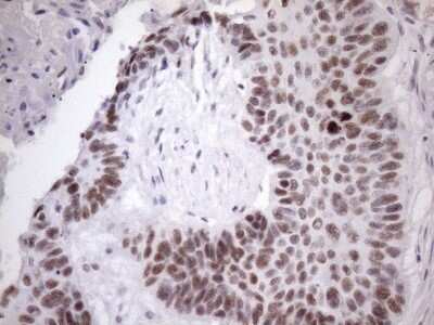 Immunohistochemistry: SFRS9 Antibody (OTI5G7) - Azide and BSA Free [NBP2-74152]